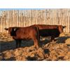 Image 2 : Vandeligt Farms - 27 Red Angus X Bred Heifers (Jarvie, AB)