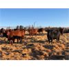 Image 4 : Vandeligt Farms - 27 Red Angus X Bred Heifers (Jarvie, AB)