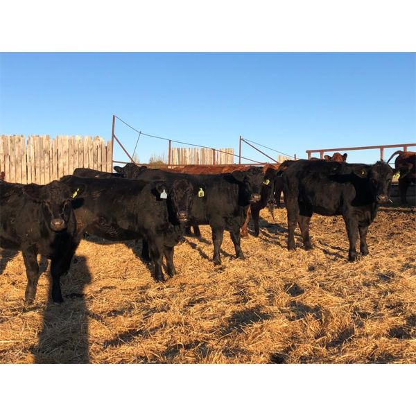 Vandeligt Farms - 13 Black Angus X Bred Heifers (Jarvie, AB)