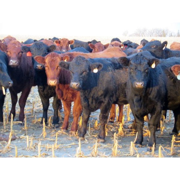 Jeff & Bonnie Resch - 1000# Heifers - 124 Head (Leader, SK)