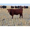 Image 6 : Jeff & Bonnie Resch - 1000# Heifers - 124 Head (Leader, SK)