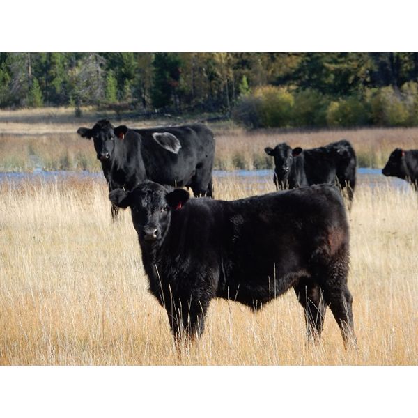 Indian Gardens Ranch - 540# Steer Calves - 110 Head (Savona, BC)