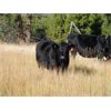 Image 2 : Indian Gardens Ranch - 540# Steer Calves - 110 Head (Savona, BC)