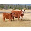 Image 3 : Indian Gardens Ranch - 540# Steer Calves - 110 Head (Savona, BC)