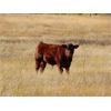 Image 5 : Indian Gardens Ranch - 540# Steer Calves - 110 Head (Savona, BC)