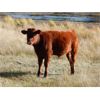 Image 6 : Indian Gardens Ranch - 540# Steer Calves - 110 Head (Savona, BC)