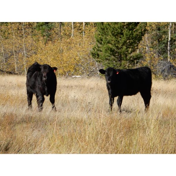 Indian Gardens Ranch - 480# Heifer Calves - 115 (Savona, BC)