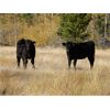 Image 1 : Indian Gardens Ranch - 480# Heifer Calves - 115 (Savona, BC)