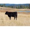 Image 5 : Indian Gardens Ranch - 480# Heifer Calves - 115 (Savona, BC)