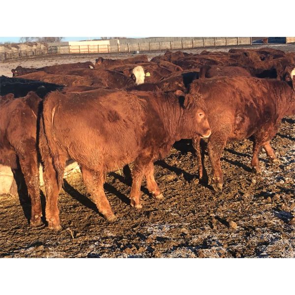TJ Farms - 800# Weaned Steers - 75 Head (Drake, SK)