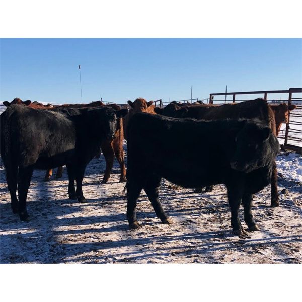 Vandeligt Farms - 15 Black Angus X February Calving Bred Heifers (Jarvie, AB)