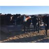 Image 3 : Vandeligt Farms - 15 Black Angus X February Calving Bred Heifers (Jarvie, AB)