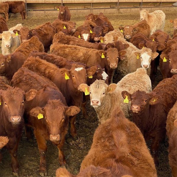 Milford Farming Co. - 750# Weaned Heifers - 78 Head (Raymond, AB)