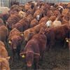 Image 2 : Milford Farming Co. - 750# Weaned Heifers - 78 Head (Raymond, AB)