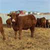 Image 3 : Milford Farming Co. - 750# Weaned Heifers - 78 Head (Raymond, AB)