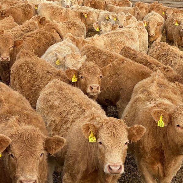 Milford Farming Co. - 780# Weaned Heifers - 75 Head (Raymond, AB)