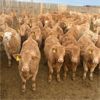Image 2 : Milford Farming Co. - 780# Weaned Heifers - 75 Head (Raymond, AB)