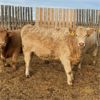 Image 4 : Milford Farming Co. - 780# Weaned Heifers - 75 Head (Raymond, AB)
