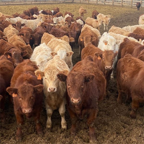 Milford Farming Co. - 750# Weaned Steers - 108 Head (Raymond, AB)