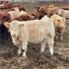 Image 2 : Milford Farming Co. - 750# Weaned Steers - 108 Head (Raymond, AB)