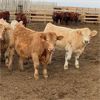 Image 3 : Milford Farming Co. - 750# Weaned Steers - 108 Head (Raymond, AB)