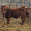 Image 4 : Milford Farming Co. - 750# Weaned Steers - 108 Head (Raymond, AB)