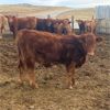 Image 5 : Milford Farming Co. - 750# Weaned Steers - 108 Head (Raymond, AB)