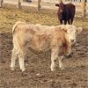 Image 6 : Milford Farming Co. - 750# Weaned Steers - 108 Head (Raymond, AB)