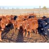 Image 3 : Grote Ranch - 625# Weaned Steers - 85 Head (Crestomere, AB)