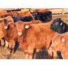 Image 4 : Grote Ranch - 625# Weaned Steers - 85 Head (Crestomere, AB)