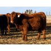 Image 7 : Grote Ranch - 625# Weaned Steers - 85 Head (Crestomere, AB)