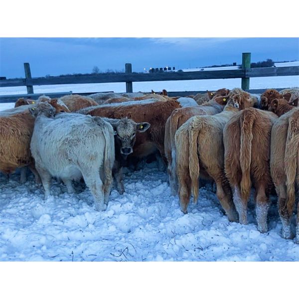Franklin Cattle Co. - 625# Steer Calves - 70 Head (Marwayne, AB)
