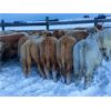 Image 2 : Franklin Cattle Co. - 625# Steer Calves - 70 Head (Marwayne, AB)