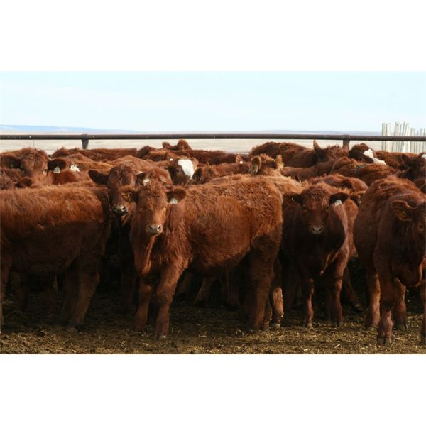 Mayfield Farming - 1000# Weaned Steers - 205 Head (Etzikom, AB)
