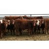 Image 2 : Mayfield Farming - 1000# Weaned Steers - 205 Head (Etzikom, AB)