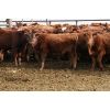 Image 3 : Mayfield Farming - 1000# Weaned Steers - 205 Head (Etzikom, AB)