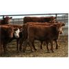 Image 6 : Mayfield Farming - 1000# Weaned Steers - 205 Head (Etzikom, AB)