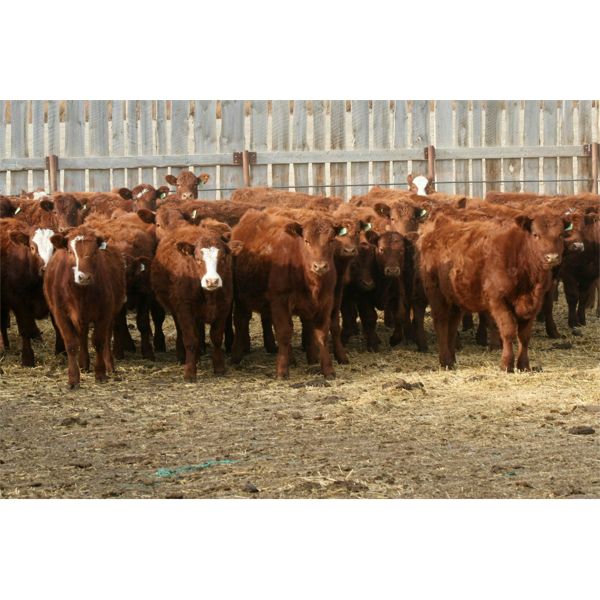 Mayfield Farming - 850# Weaned Heifers - 107 Head (Etzikom, AB)