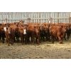 Image 1 : Mayfield Farming - 850# Weaned Heifers - 107 Head (Etzikom, AB)