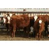 Image 2 : Mayfield Farming - 850# Weaned Heifers - 107 Head (Etzikom, AB)
