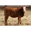 Image 6 : Mayfield Farming - 850# Weaned Heifers - 107 Head (Etzikom, AB)