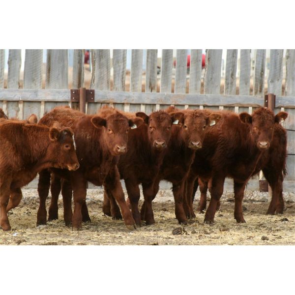 Mayfield Farming - 850# Weaned Steers - 55 Head (Etzikom, AB)