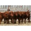 Image 1 : Mayfield Farming - 850# Weaned Steers - 55 Head (Etzikom, AB)