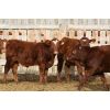 Image 5 : Mayfield Farming - 850# Weaned Steers - 55 Head (Etzikom, AB)