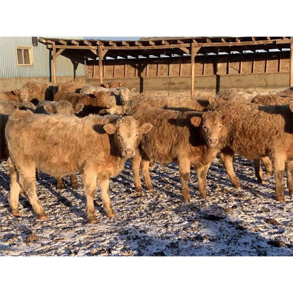 Vossepoel Cattle Co. - 612# Weaned Steers - 206 Head (Tilley, AB)