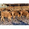 Image 1 : Vossepoel Cattle Co. - 612# Weaned Steers - 206 Head (Tilley, AB)