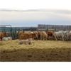 Image 3 : Vossepoel Cattle Co. - 612# Weaned Steers - 206 Head (Tilley, AB)