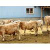 Image 4 : Vossepoel Cattle Co. - 612# Weaned Steers - 206 Head (Tilley, AB)