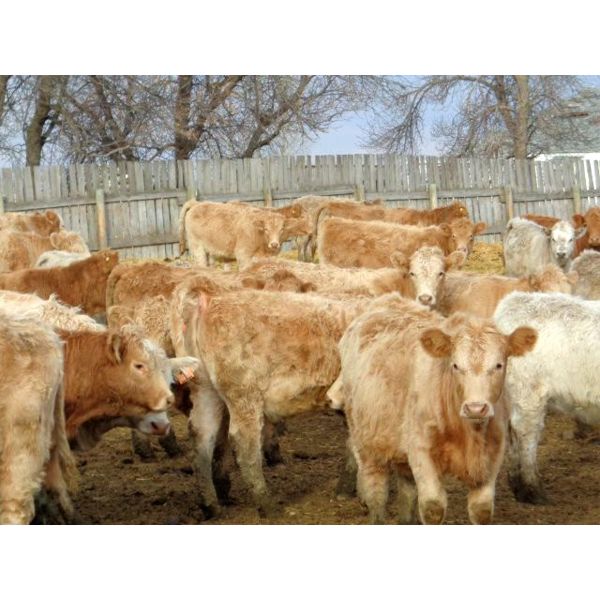 Vossepoel Cattle Co. - 603# Weaned Heifers - 99 Head (Tilley, AB)