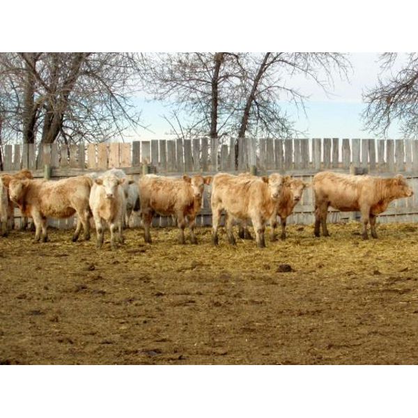 Vossepoel Cattle Co. - 525# Weaned Heifers - 102 Head (Tilley, AB)